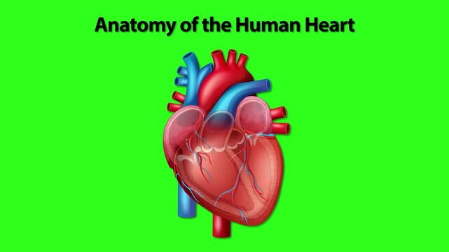 Medical Illustration of Human Heart Anatomy and Blood Flow on Green Screen