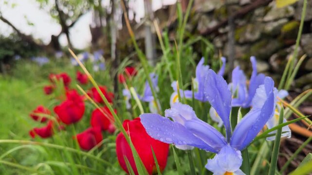Smooth Pan Across Dewy Iris and Tulip Garden in Mist