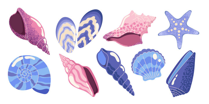 Seashell and starfish collection with colorful marine conches, spirals and scallop shells