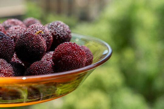 red bayberry, waxberry, Chinese bayberry