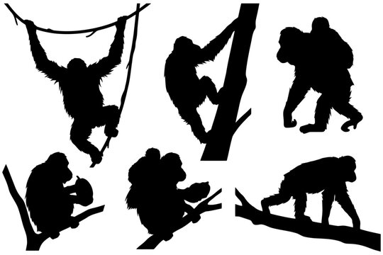 Silhouettes of chimpanzees climbing and walking on branches.