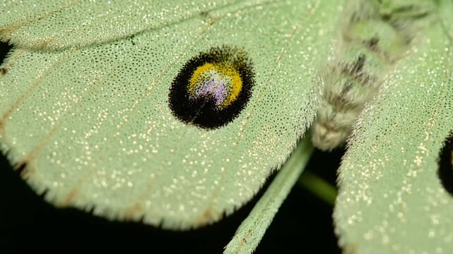 Close up view of butterfly wing patterns with detailed texture.