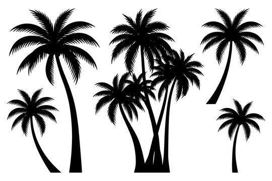 Silhouette of tropical palm trees against white background.