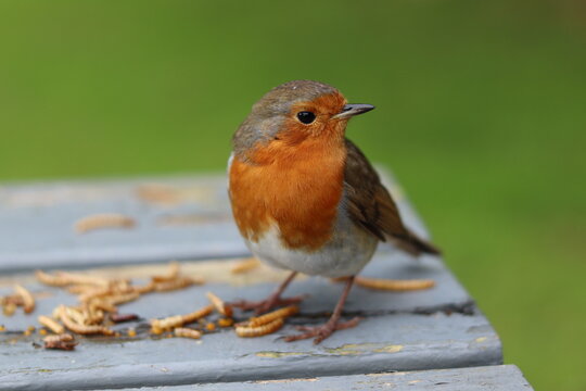 European Robin Bird Feeding on Mealworms with Soft Green Background
