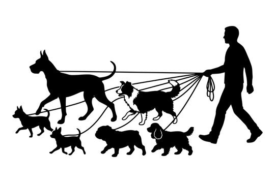 Silhouette of man walking multiple dog breeds on leashes.
