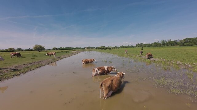 Cinematic 4K slow motion drone flyover of a cattle herd drinking and cooling off in a river. Aerial tracking shot of cows standing in water during a hot summer day in a rural Serbian landscape.