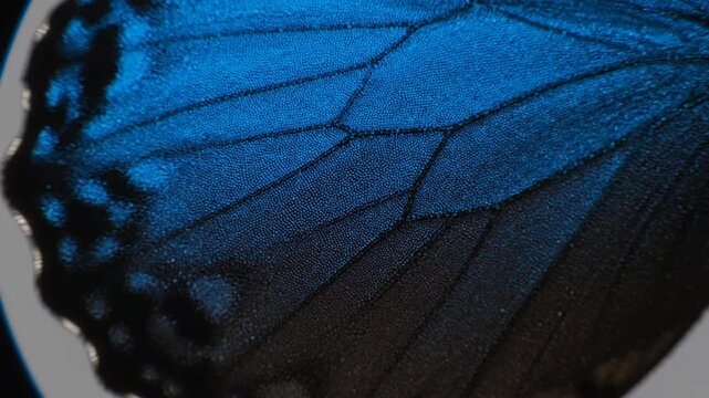 Macro Close up of Vibrant Blue Butterfly Wing Patterns.