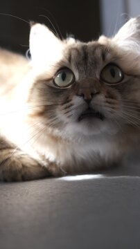 Frightened cat carefully watches something mysterious in the moonlight at night. So unexpected, his jaw dropped when he saw that. Funny pets