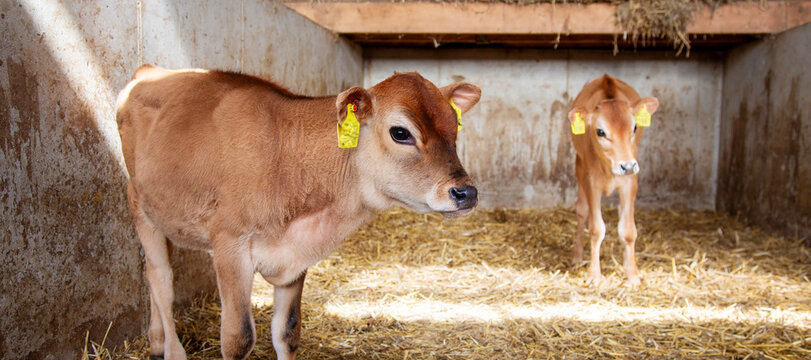 two cute brown calves in straw on dutch farm