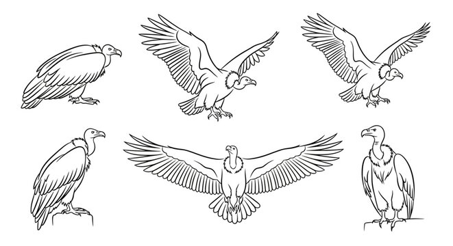 Vulture bird poses collection, black and white sketch illustration