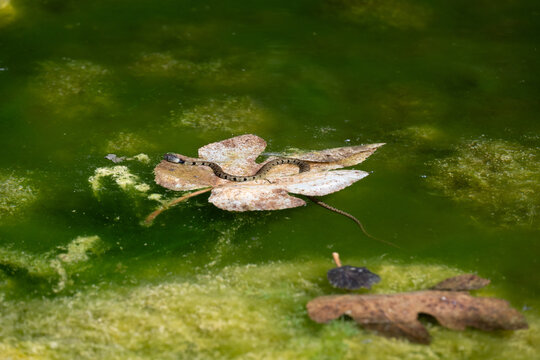 Natrix Natrix Non Venomous Water Snake on Floating Leaf