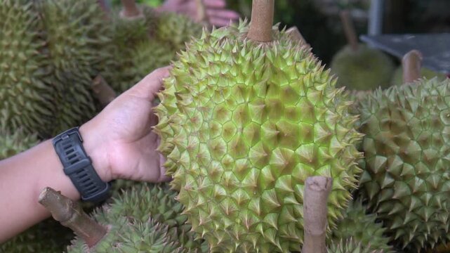 harvest durian fruits stacked tropical produce in thailand