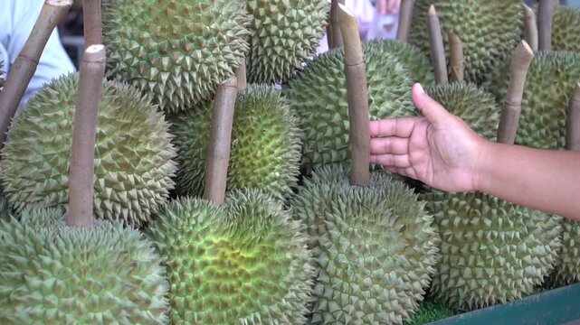 harvest durian fruits stacked tropical produce in thailand