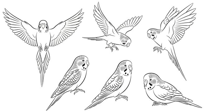Budgerigar parrot set in various poses, hand drawn black and white vector