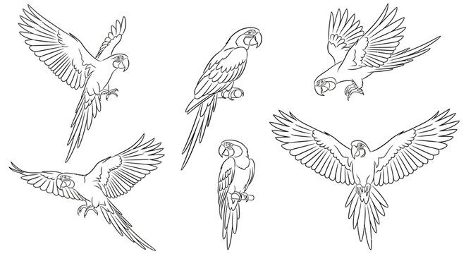 Set of Hand-Drawn Macaw Parrot Line Art Sketches in Various Poses