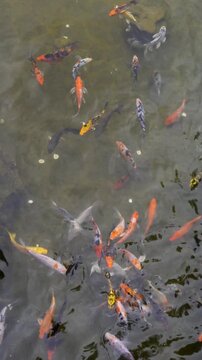 The colorful ornamental koi swimming in the garden pond with coins at the bottom.