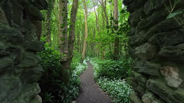 Enchanting wild garlic woodland pathway pull back through ancient stone arched ruins doorway