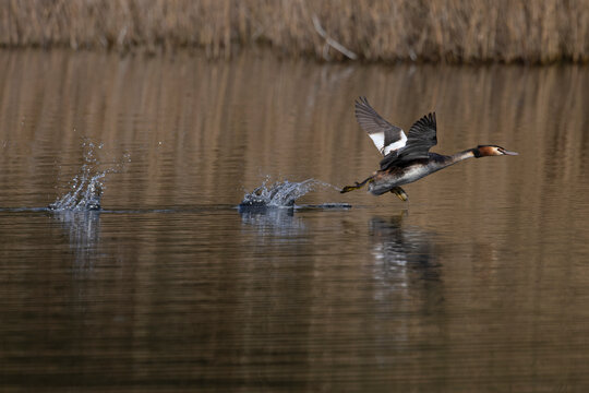 Great crested grebe (Podiceps cristatus) taking flight from water surface, Norfolk, England, UK. March. 