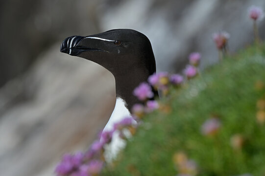 Razorbill (Alca torda) standing among Sea thrift (Armeria maritima) on sea cliffs, Great Saltee Island, County Wexford, Republic of Ireland. June. 