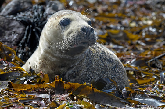 Grey seal (Halichoerus grypus) juvenile, resting among seaweed, Great Saltee Island, County Wexford, Republic of Ireland. June. 