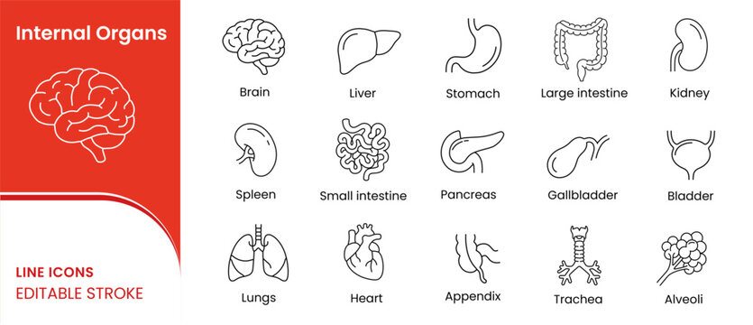 Internal Organs Line Icons Set with Editable
Stroke, Human Anatomy Outline Vector Illustration