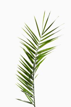 Leaves of phoenix palm against white background, close up