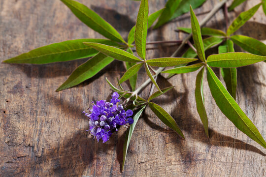 Monk's pepper, Vitex agnus-castus