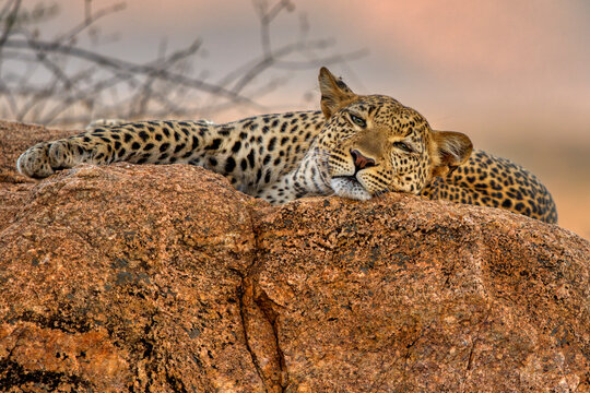 Leopard (Panthera pardus) female, resting on rocks, Samburu, Kenya. 