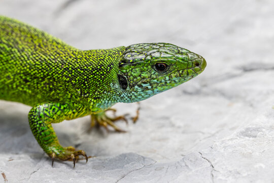 Eastern green lizard (Lacerta viridis) head portrait, Bulgaria. June. 