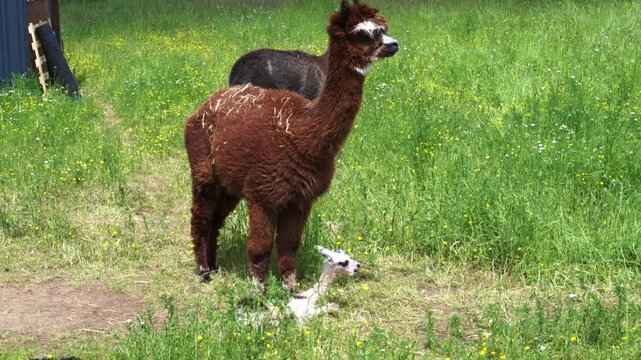 alpaka tier natur lama familie