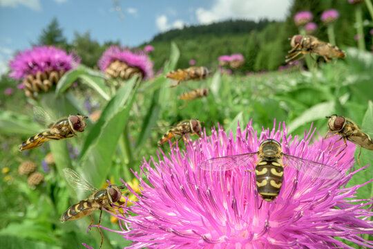 Pied hoverflies (Scaeva pyrastri) feeding on Giant scabiosa (Centaurea rhapontica) flowers in meadow, Nordtirol, Tirol, Austrian Alps, Austria. June. 