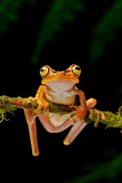Imbabura tree frog (Boana picturata) resting on branch in forest understorey, Choco forest, western Andean slope, Ecuador.  