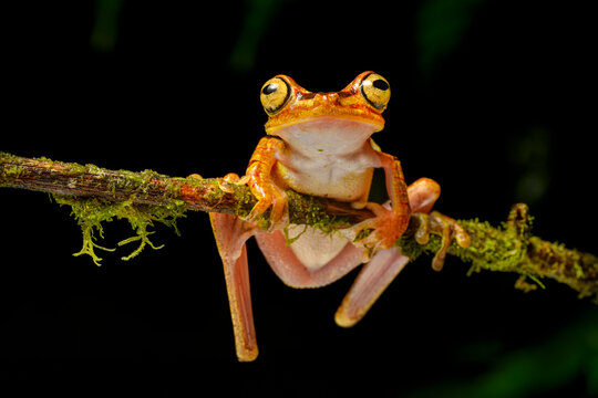 Imbabura tree frog (Boana picturata) resting on branch in forest understorey, Choco forest, western Andean slope, Ecuador.  