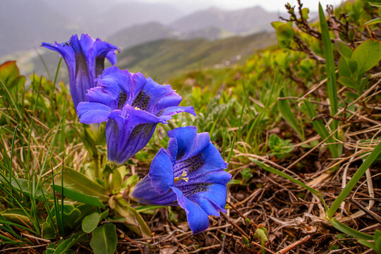 Cluster of Trumpet gentians (Gentiana acaulis) in flower in high-mountain zone (over 2000m), Nordtirol, Austrian Alps, Austria. June. 