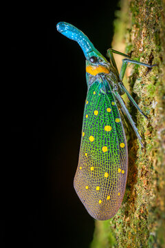 Lantern bug (Pyrops whiteheadi) resting on tree trunk in lowland rainforest, Danum Valley, Sabah, Borneo. Focus stacked.  