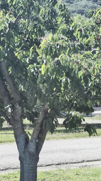 Ripresa naturale di un passero che mangia una ciliegia su un albero, scena ravvicinata che cattura comportamento animale autentico in un ambiente verde e tranquillo