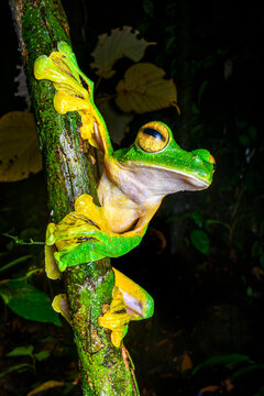 Wallace's flying frog (Rhacophorus nigropalmatus) resting on branch in understorey vegetation at night, Danum Valley, Sabah, Borneo. 