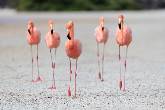 Ecuador, Galapagos Islands, Floreana, Punta Cormorant, five pink flamingos walking in a lagoon