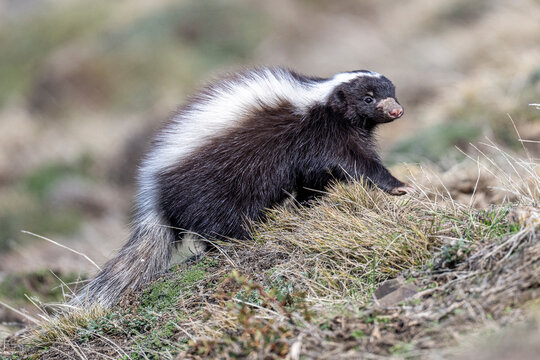 Humboldt's hog-nosed skunk (Conepatus humboldtii) foraging on grassy hillside, Torres del Paine National Park, Patagonia, Chile. 