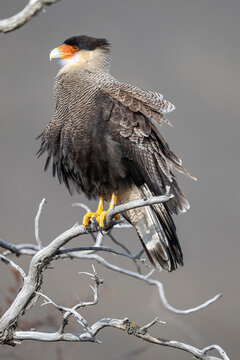 Southern crested caracara (Polyborus plancus) perched on branch, Torres del Paine National Park, Chile. 