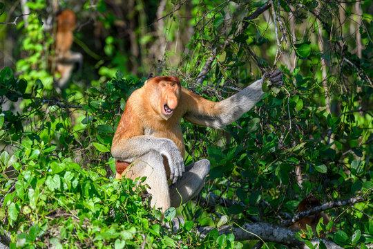 Proboscis monkey (Nasalis larvatus) male calling aggressively to rival, Menanggol river, Sabah, Borneo. 