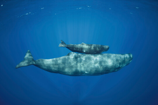 Portugal, Sperm whale mother diving with her calf