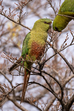 Two Austral parakeets (Enicognathus ferrugineus) perched in tree, interacting, Torres del Paine National Park, Patagonia, Chile. 