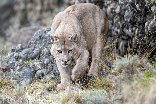 Puma (Puma concolor) juvenile male, patrolling territory, Torres del Paine National Park / Estancia Amarga, Patagonia, southern Chile. 