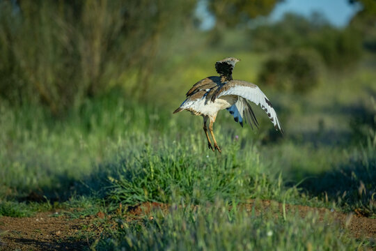 Little bustard (Tetrax tetrax) male in breeding plumage, jumping and spreading wings in courtship display at lek, Santa Cruz de Mudela, Spain. April. 