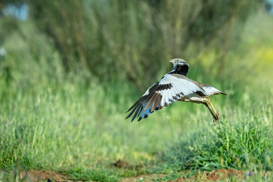 Little bustard (Tetrax tetrax) male in breeding plumage, jumping and spreading wings in courtship display at lek, Santa Cruz de Mudela, Spain. April. 