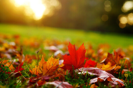 Germany, Saxony, Maple leaves in autumn