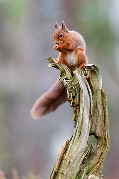Red squirrel (Sciurus vulgaris) feeding on old tree stump, Cairngorms National Park, Highlands, Scotland, UK. October. 

