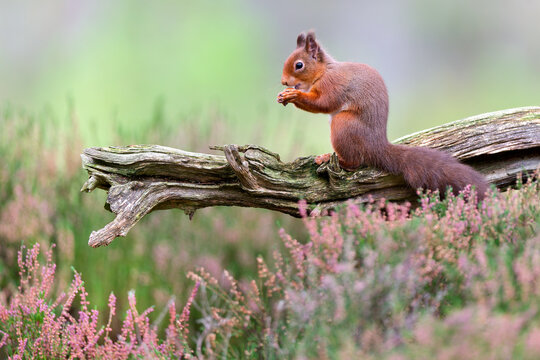 Red squirrel (Sciurus vulgaris) feeding on old tree branch in heather, Cairngorms National Park, Highlands, Scotland, UK. October. 