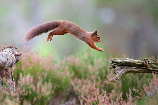 Red squirrel (Sciurus vulgaris) leaping between tree stumps in heather, Cairngorms National Park, Highlands, Scotland, UK. October. 
